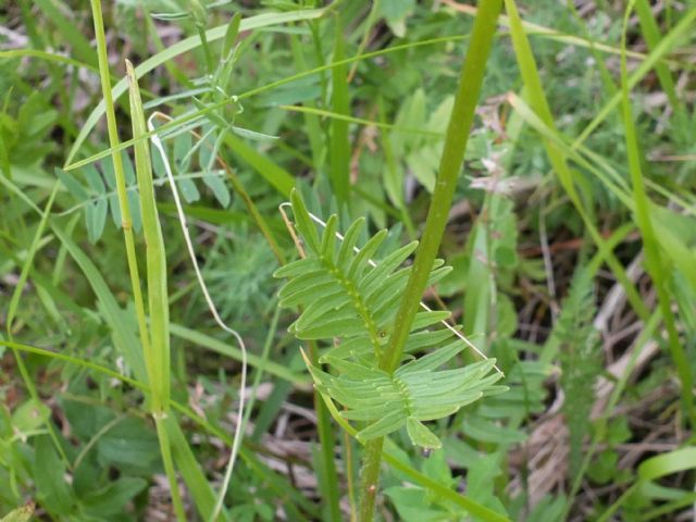 Valeriana stolonifera / Valeriana stolonifera