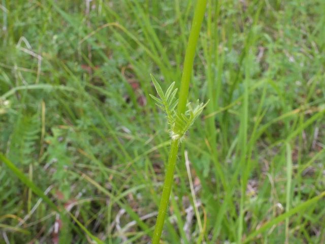 Valeriana stolonifera / Valeriana stolonifera