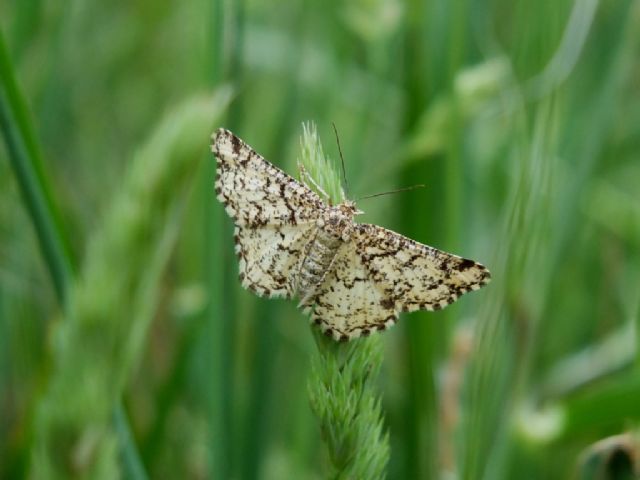 Heliomata glarearia? S