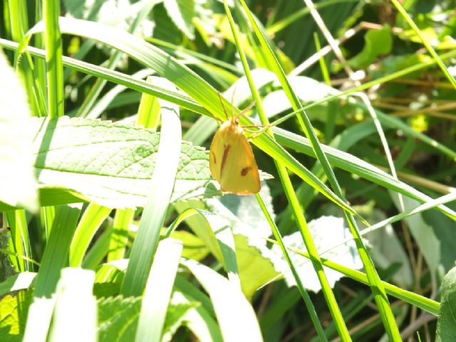 Farfalle Val Raccolana: Maggio