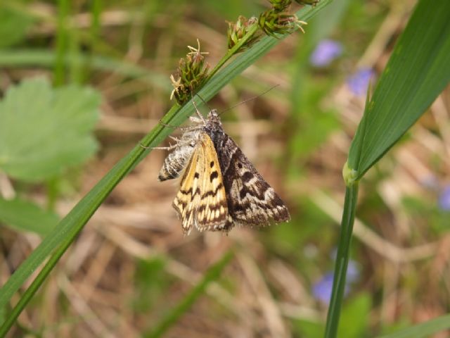 Farfalle Val Raccolana: Maggio