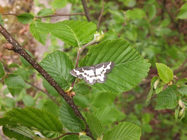 Farfalle Val Raccolana: Maggio