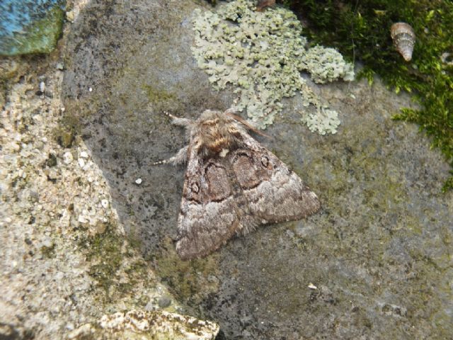 Farfalle Val Raccolana: Maggio