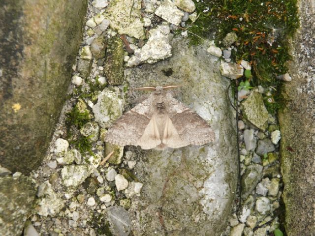 Farfalle Val Raccolana: Maggio