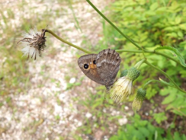 Farfalle Val Raccolana: Luglio