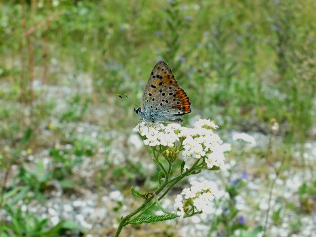 Farfalle Val Raccolana: Luglio