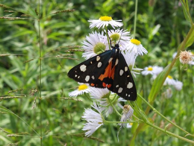 Farfalle Val Raccolana: Luglio