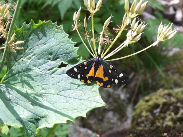 Farfalle Val Raccolana: Luglio