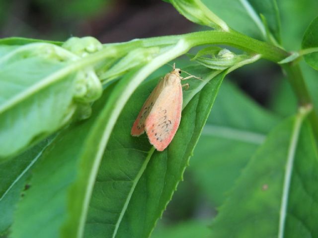 Farfalle Val Raccolana: Luglio