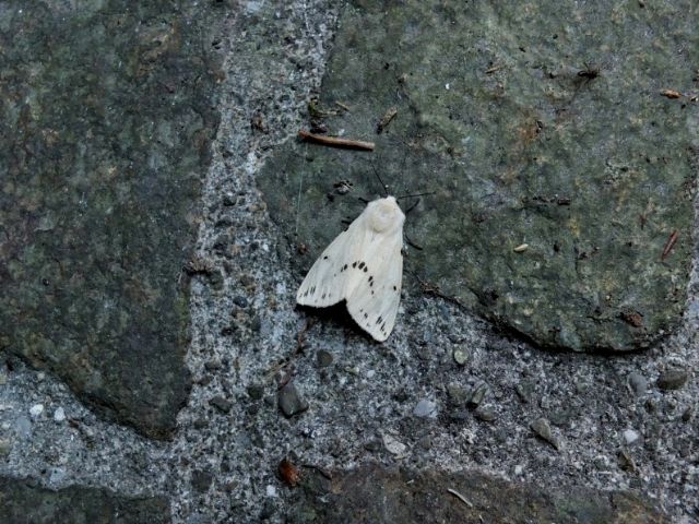 Farfalle Val Raccolana: Luglio