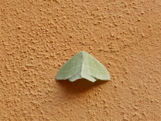 Farfalle Val Raccolana: Luglio