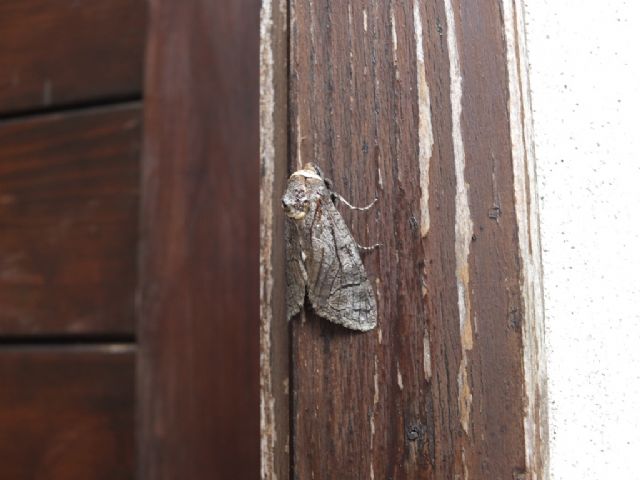 Farfalle Val Raccolana: Luglio