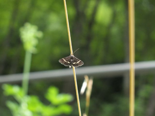 Farfalle Val Raccolana: Luglio