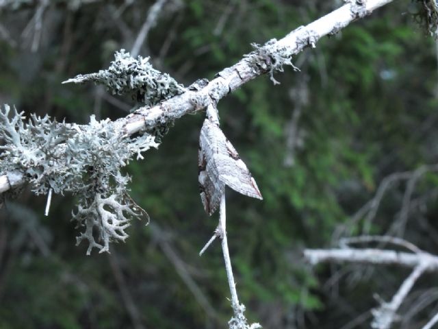 Farfalle Val Raccolana: Luglio