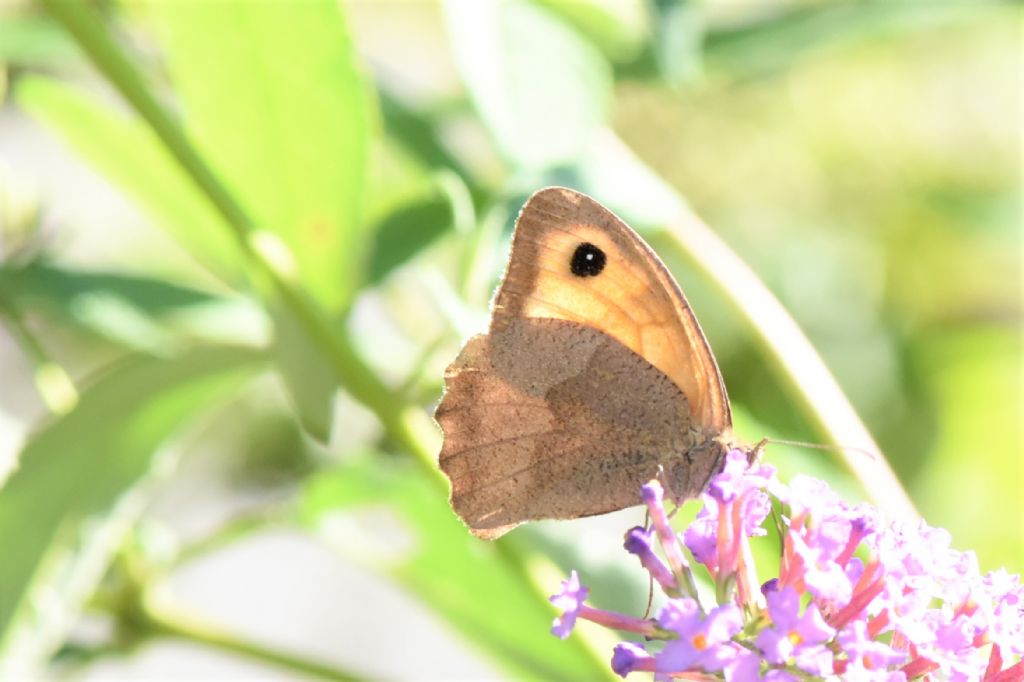 Maniola jurtina o Hyponephele lycaon?  Maniola jurtina, femmina