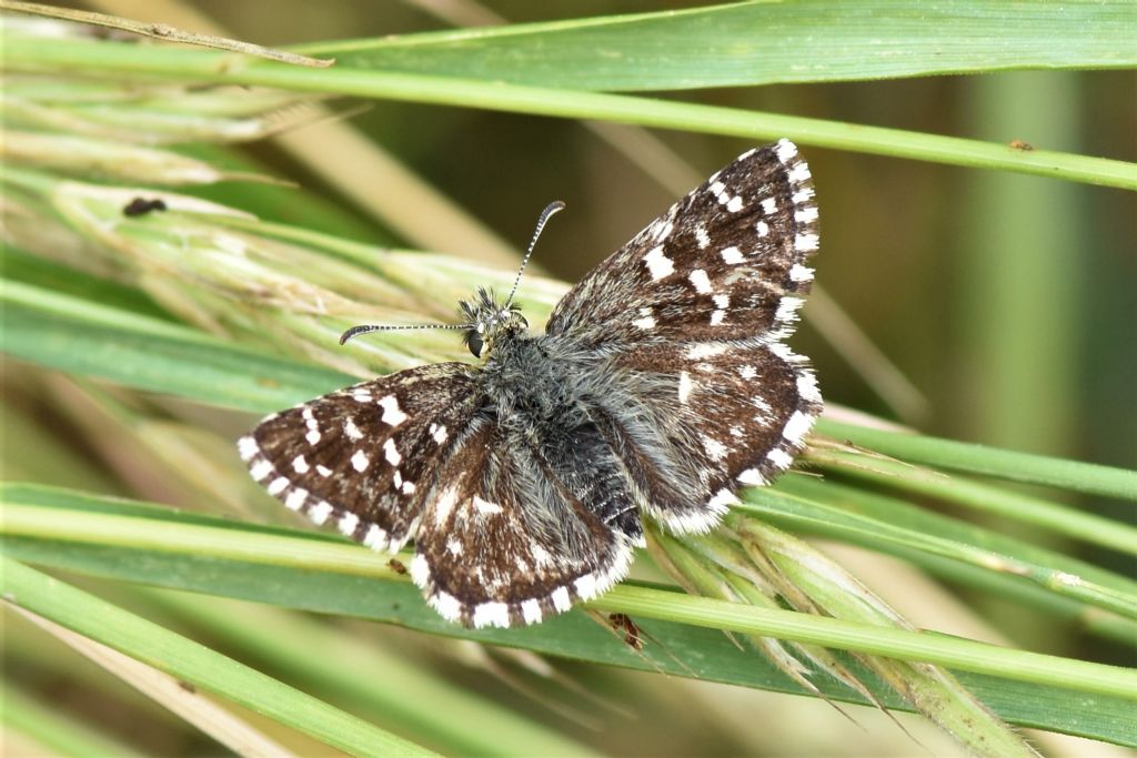 Pyrgus di pianura:  Pyrgus malvoides