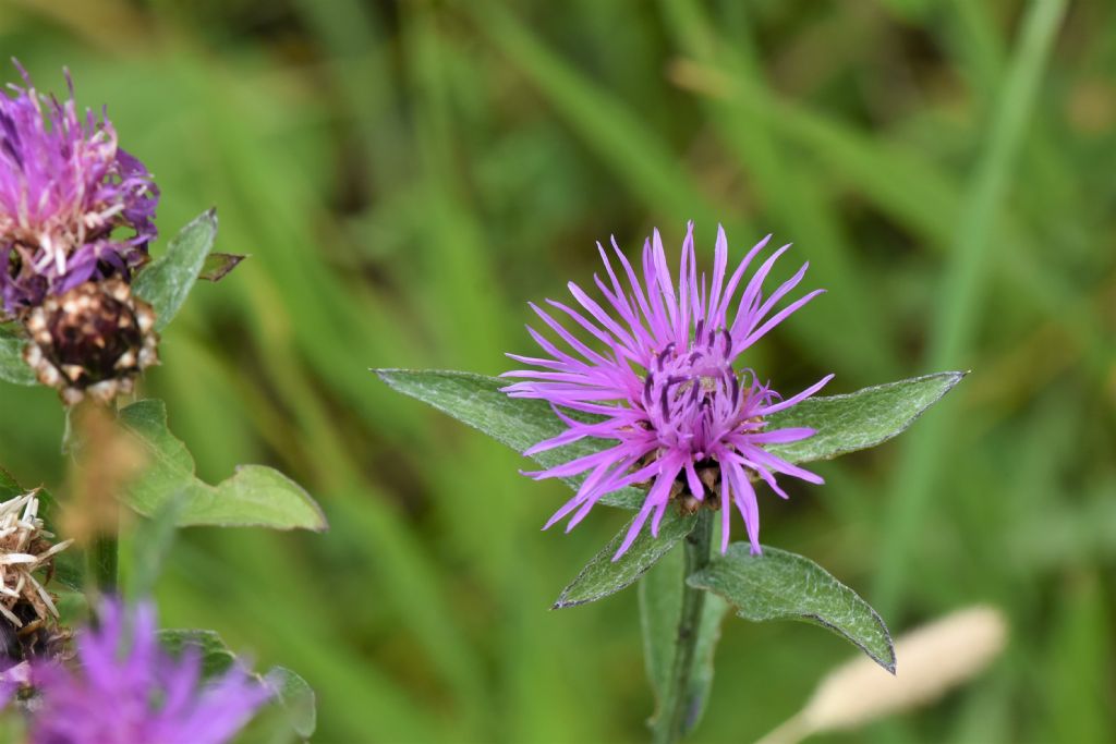 Friuli:  Centaurea nigrescens