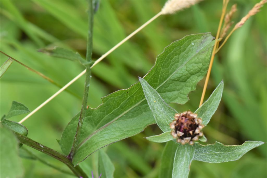 Friuli:  Centaurea nigrescens