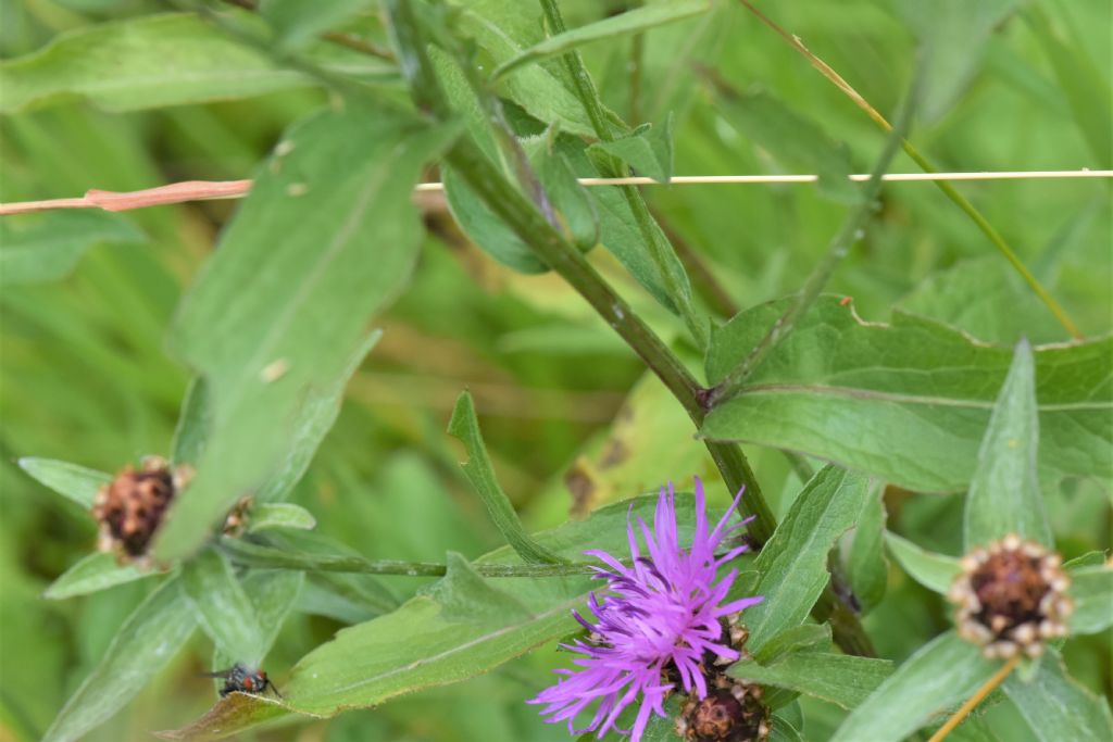 Friuli:  Centaurea nigrescens