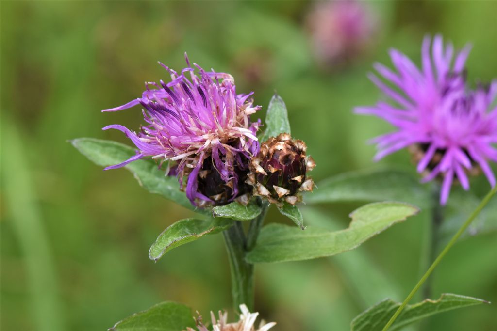 Friuli:  Centaurea nigrescens