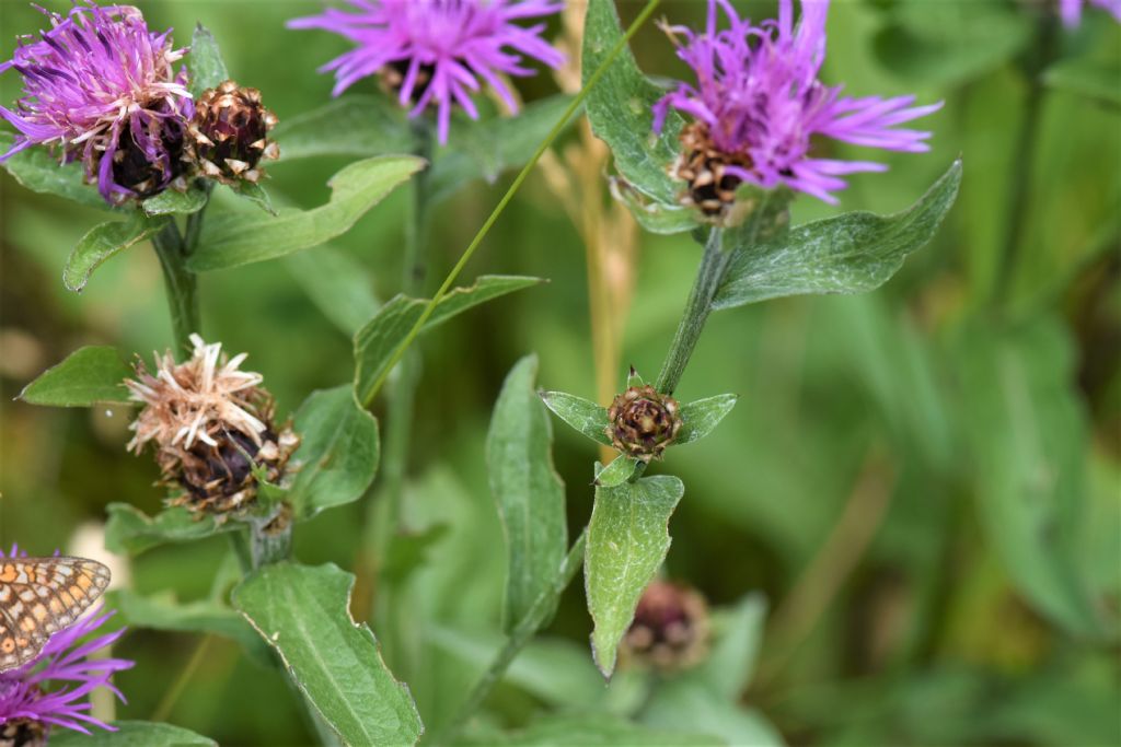 Friuli:  Centaurea nigrescens