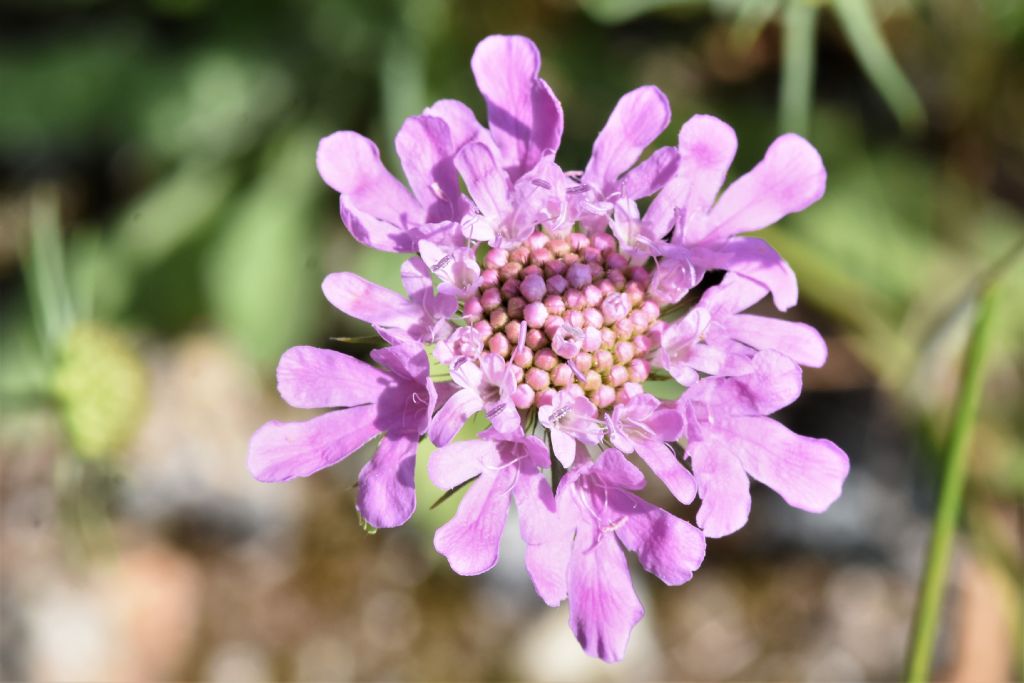 Alpi Marittime: Scabiosa?Scabiosa pyrenaica