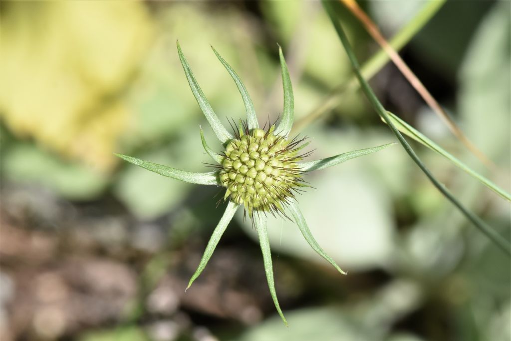 Alpi Marittime: Scabiosa?Scabiosa pyrenaica