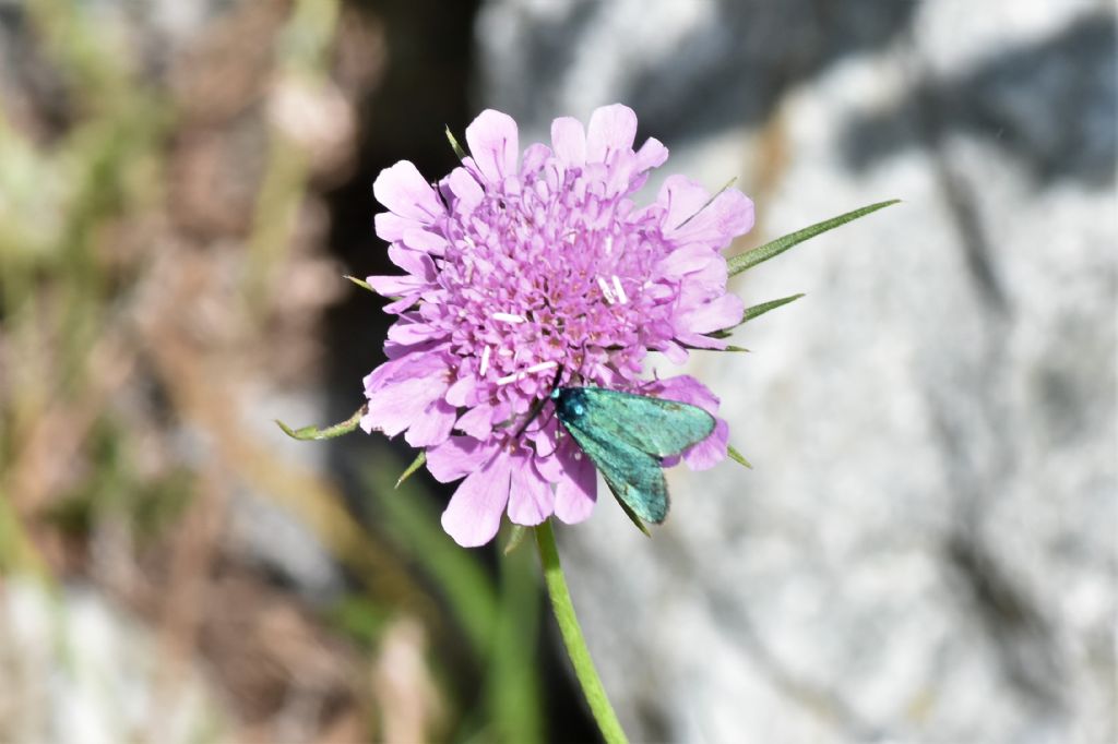 Alpi Marittime: Scabiosa?Scabiosa pyrenaica