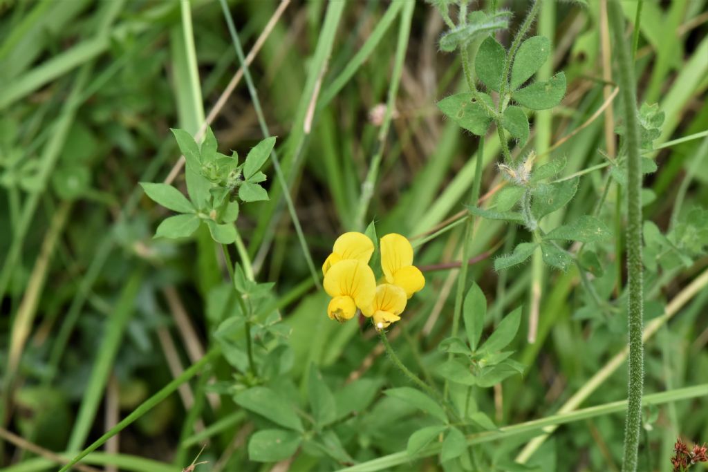 Alpi Marittime: Lotus corniculatus?