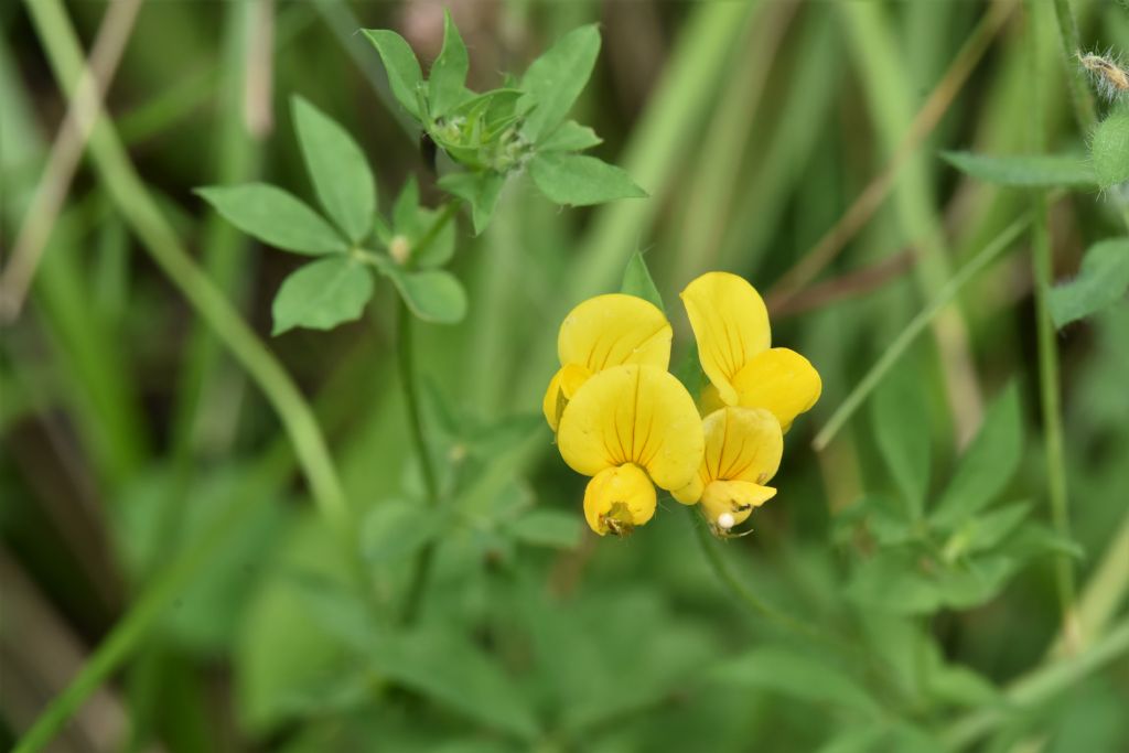 Alpi Marittime: Lotus corniculatus?