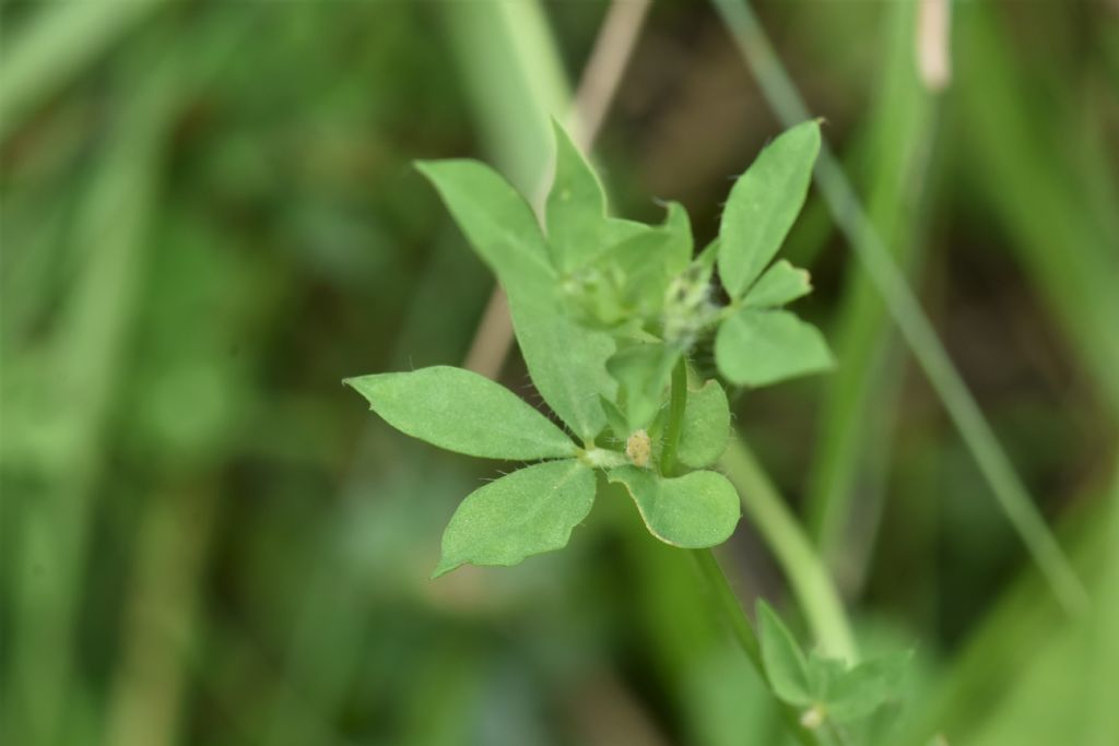 Alpi Marittime: Lotus corniculatus?