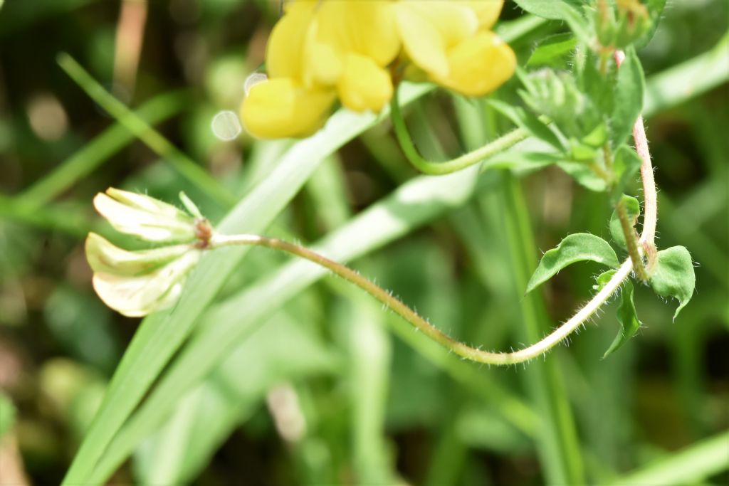 Alpi Marittime: Lotus corniculatus?