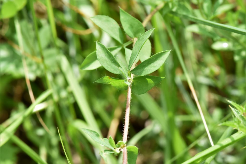 Alpi Marittime: Lotus corniculatus?