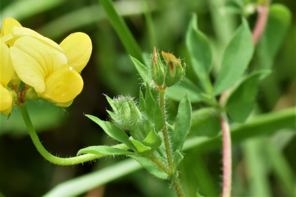 Alpi Marittime: Lotus corniculatus?