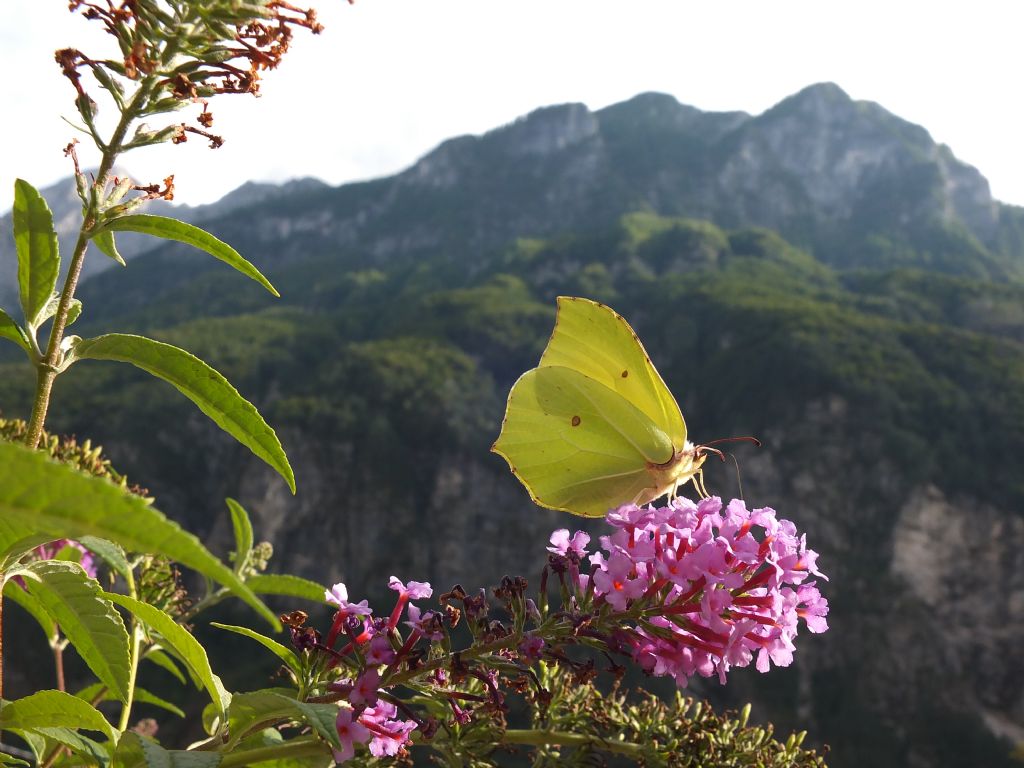 Osservazioni farfalle Chiusaforte e Val Raccolana (Ud)