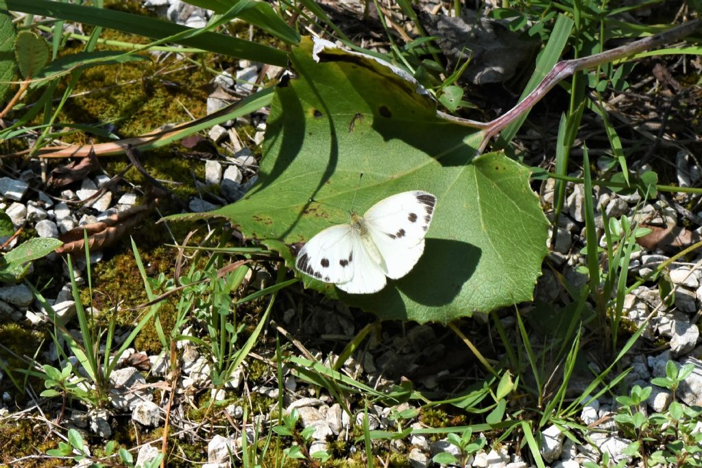 Osservazioni farfalle Chiusaforte e Val Raccolana (Ud)