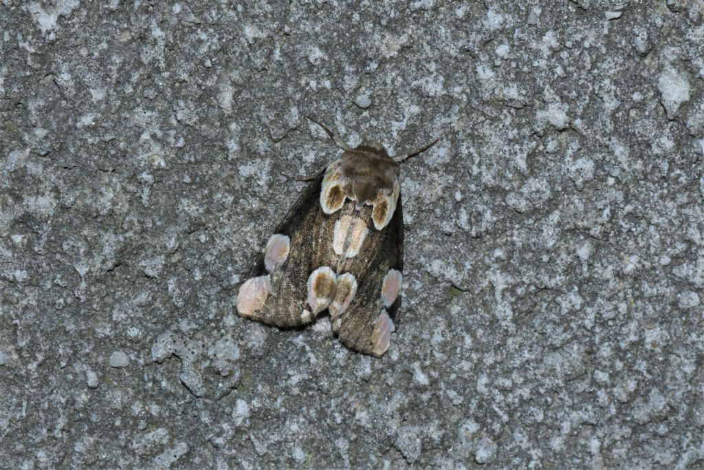 Osservazioni farfalle Chiusaforte e Val Raccolana (Ud)