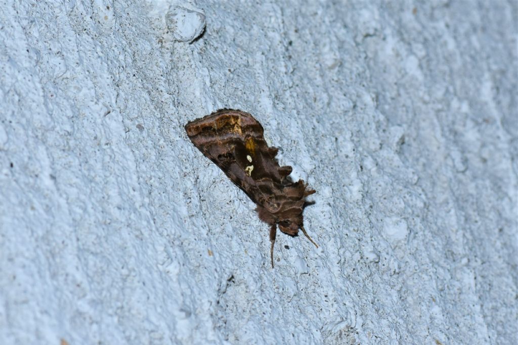 Osservazioni farfalle Chiusaforte e Val Raccolana (Ud)