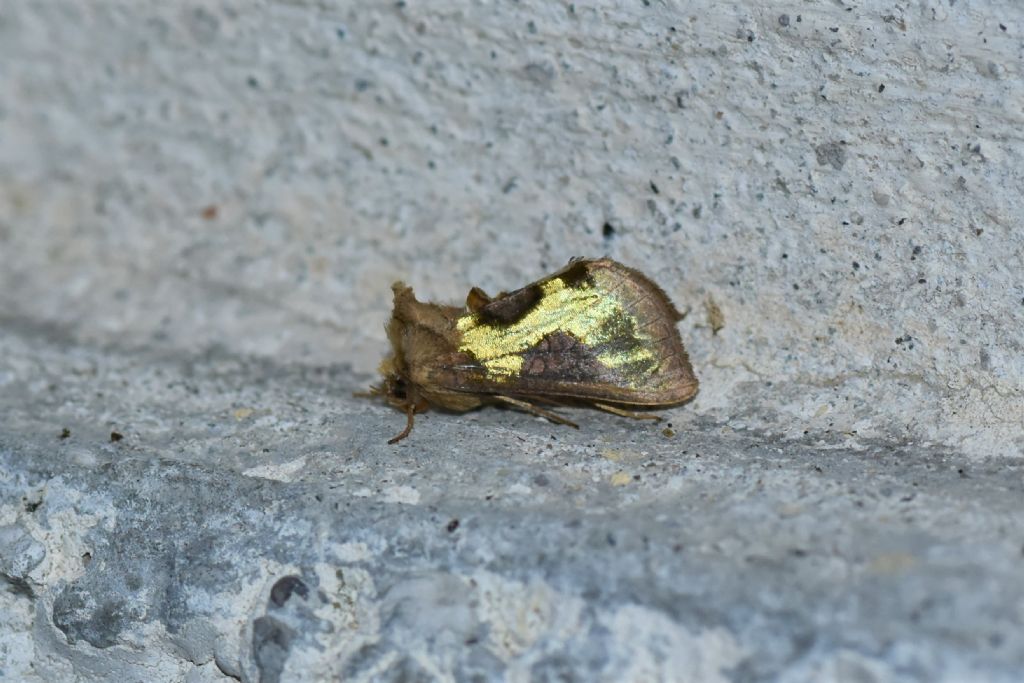 Osservazioni farfalle Chiusaforte e Val Raccolana (Ud)