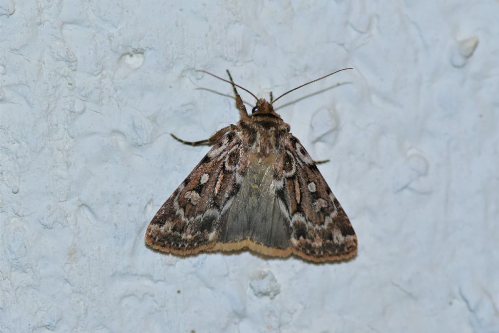 Osservazioni farfalle Chiusaforte e Val Raccolana (Ud)