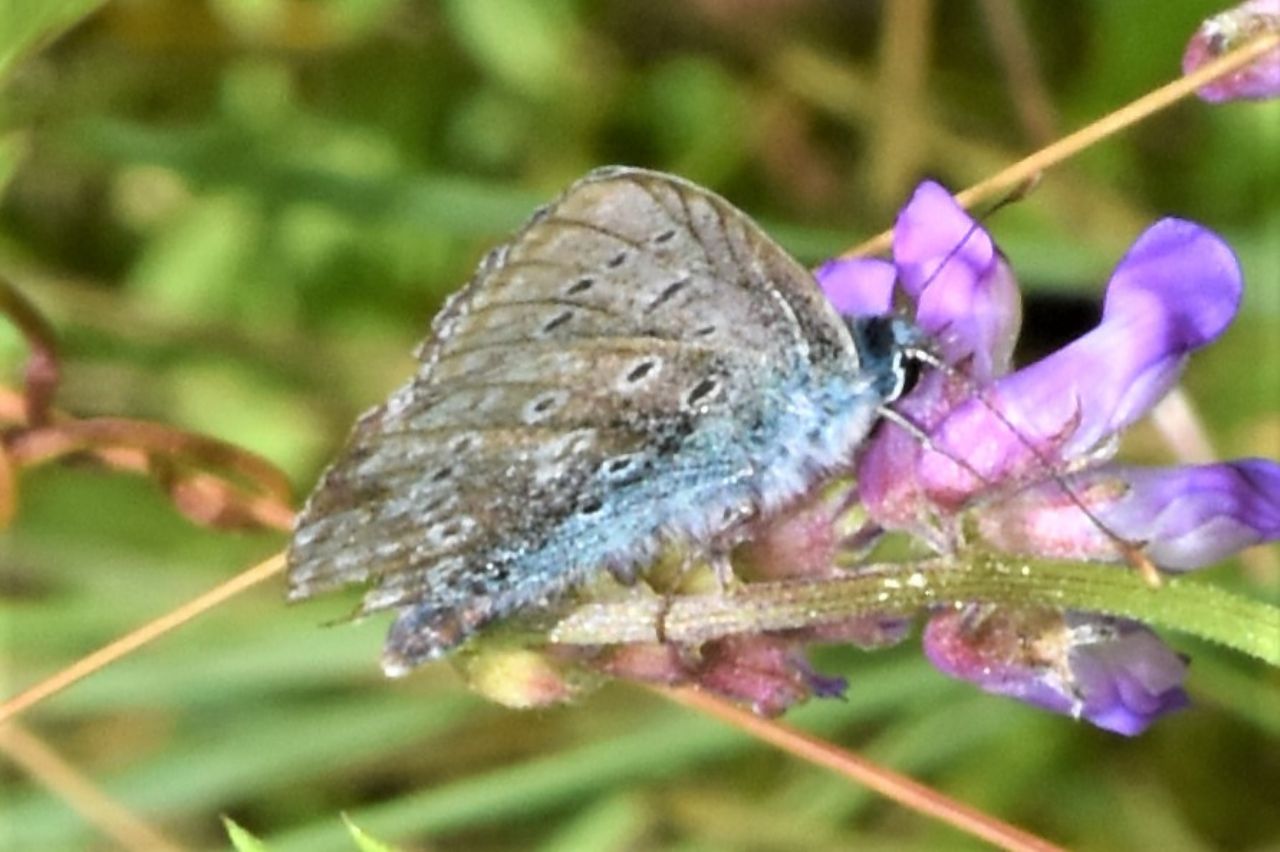 Cyaniris semiargus o Maculinea arion?