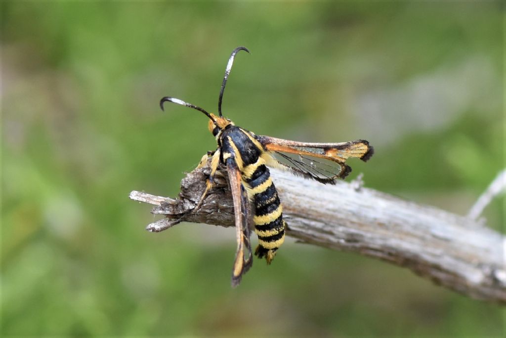 Sesiidae della Liguria occidentale.. Bembecia uroceriformis?