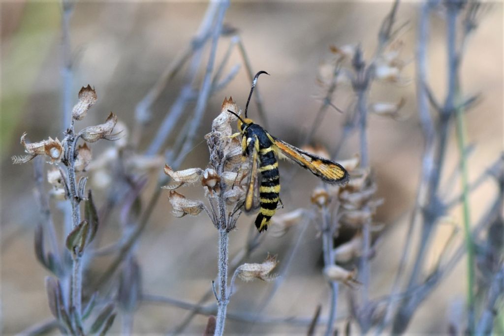 Sesiidae della Liguria occidentale.. Bembecia uroceriformis?