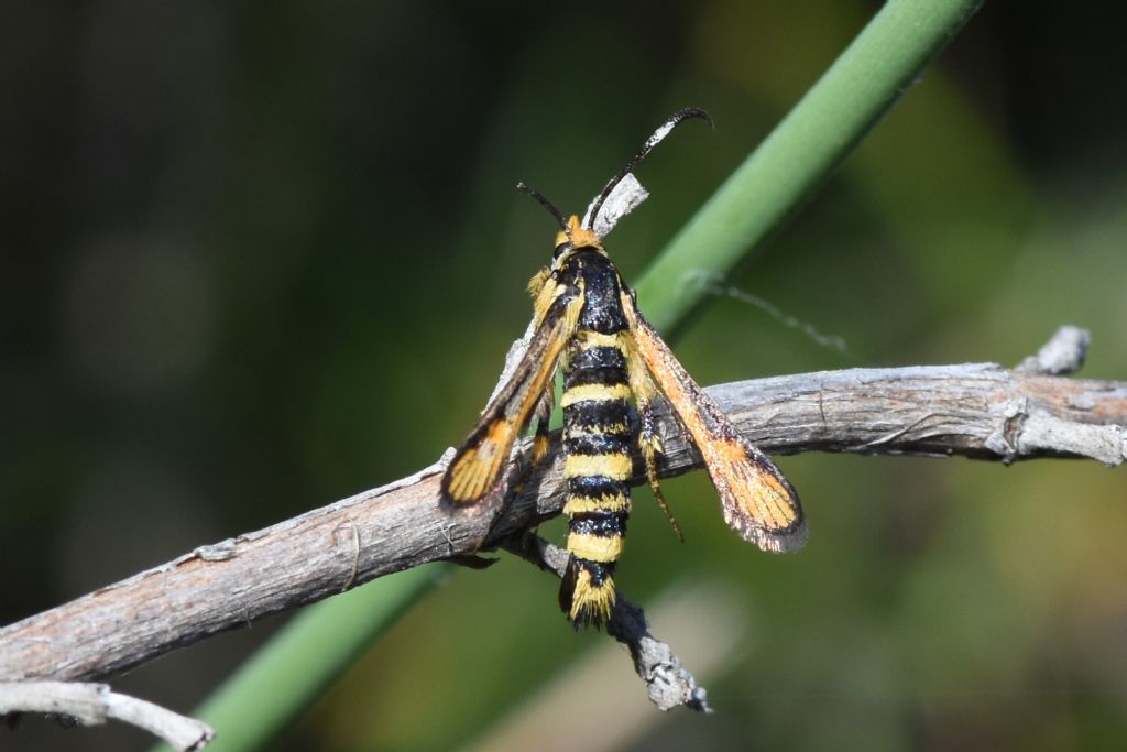 Sesiidae della Liguria occidentale.. Bembecia uroceriformis?