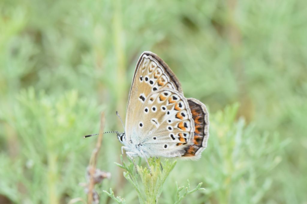 Polyommatus icarus senza macchia cellulare?