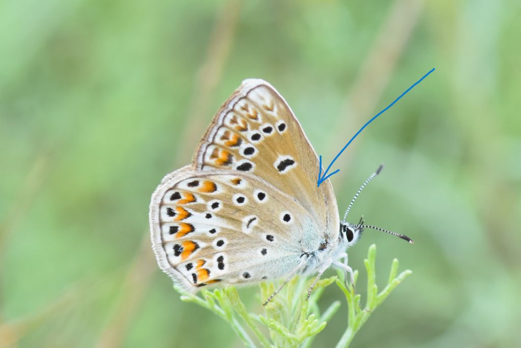 Polyommatus icarus senza macchia cellulare?