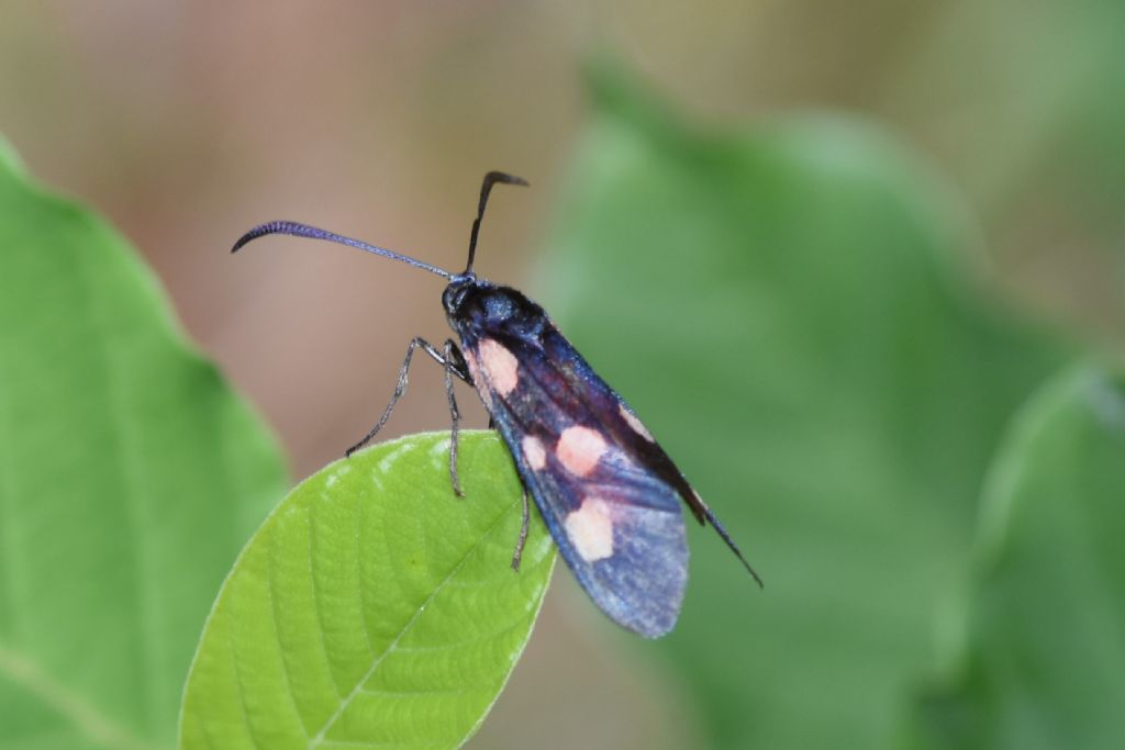 Zygaena lonicerae?