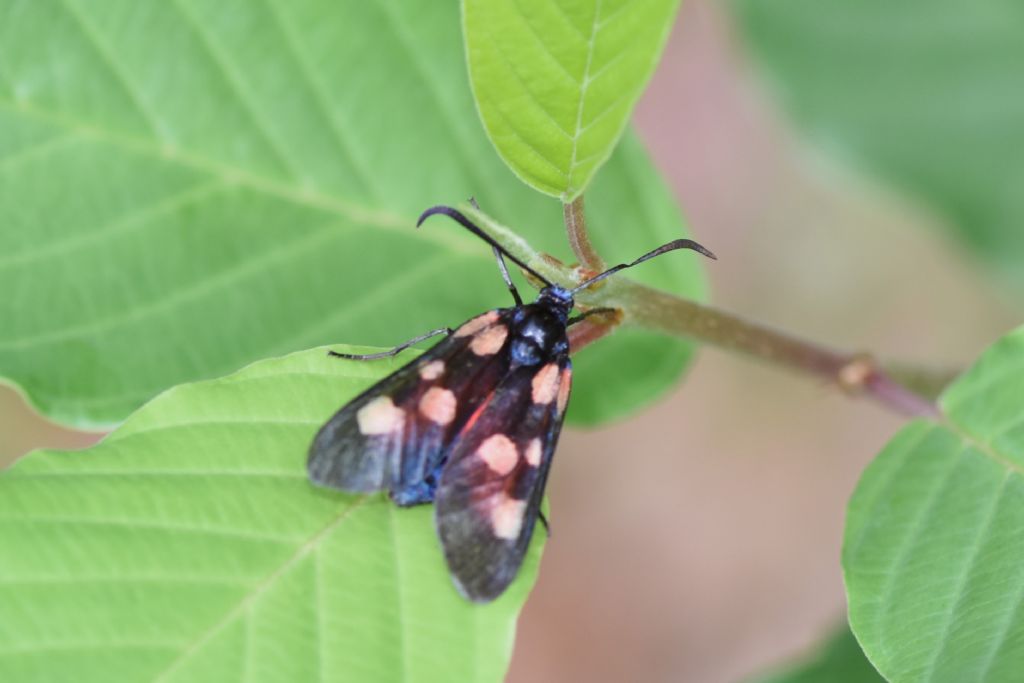 Zygaena lonicerae?