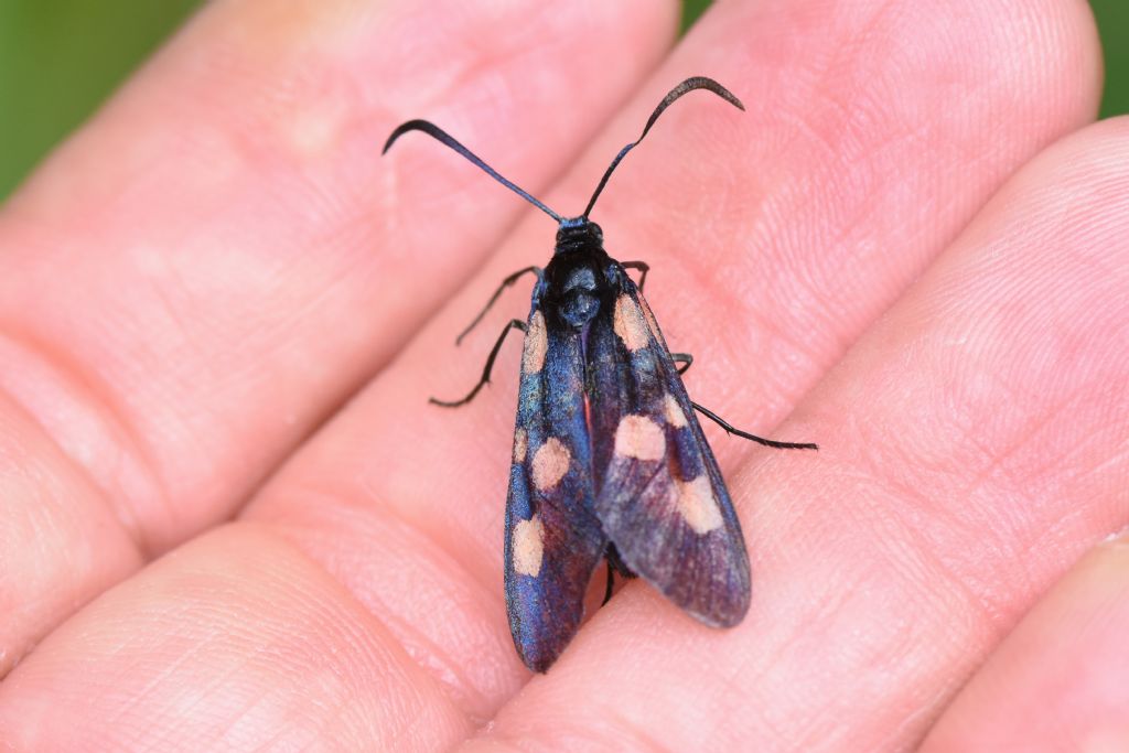 Zygaena lonicerae?