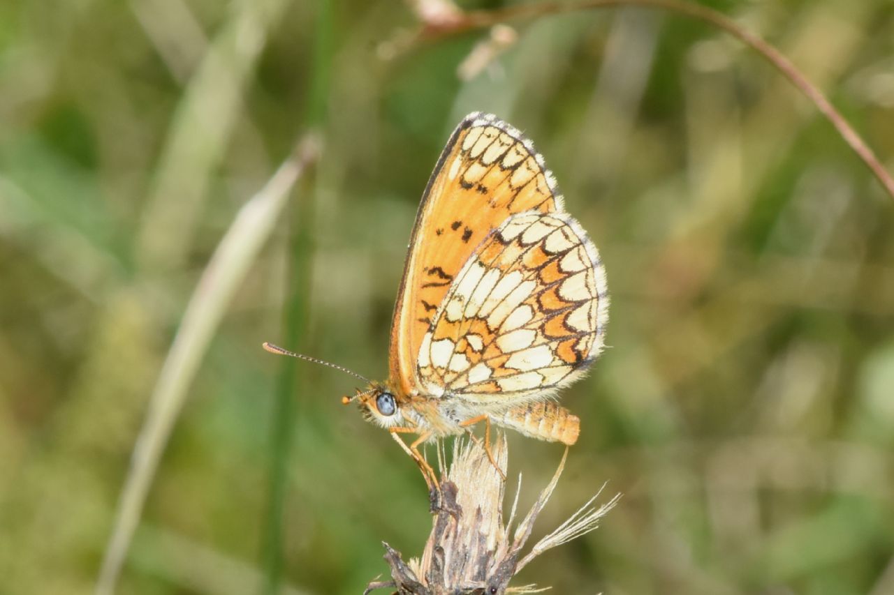 Colline moreniche friulane: Melitaea phebe?